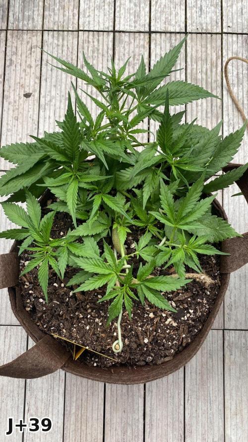 Skunk Sandwich - First grow !. Week 6