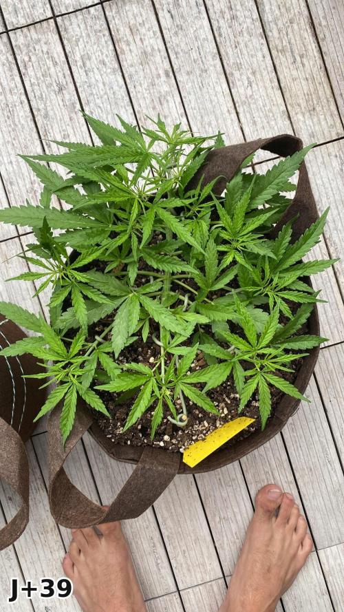 Skunk Sandwich - First grow !. Week 6