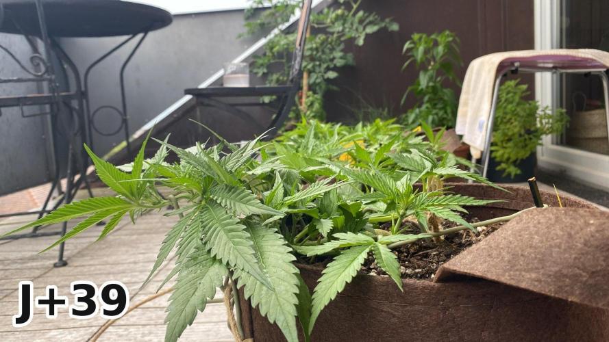Skunk Sandwich - First grow !. Week 6
