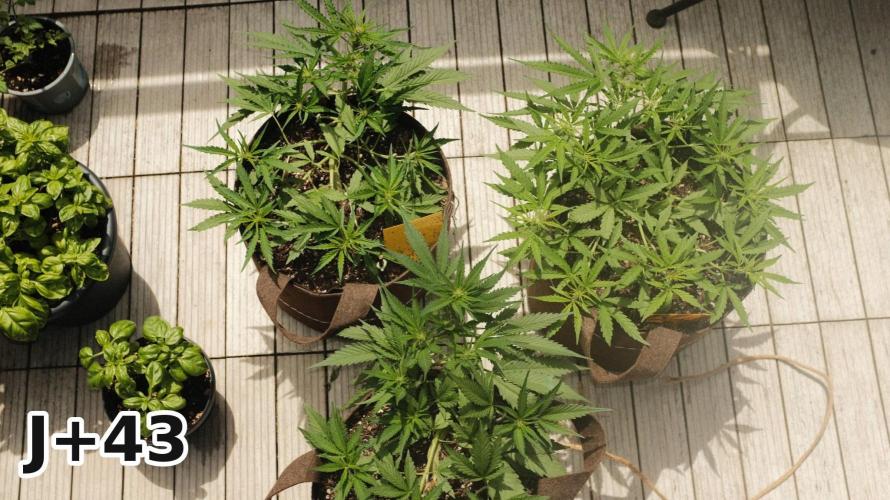 Skunk Sandwich - First grow !. Week 6