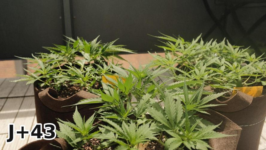Skunk Sandwich - First grow !. Week 6