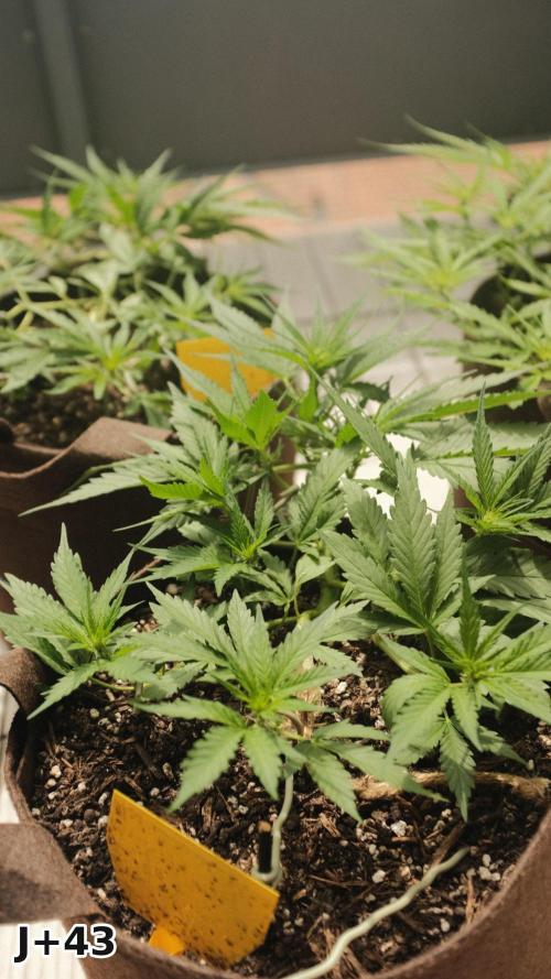 Skunk Sandwich - First grow !. Week 6