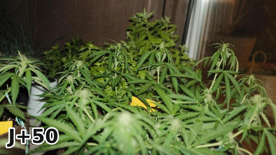 Skunk Sandwich - First grow !. Week 7