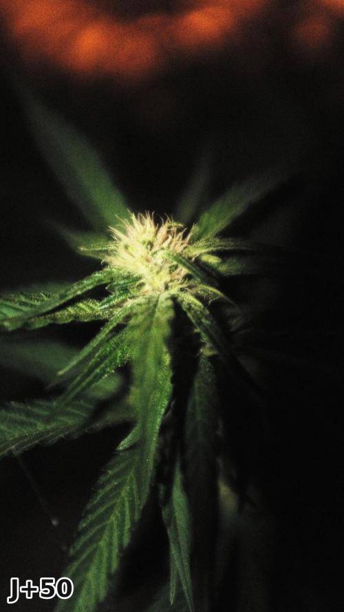 Skunk Sandwich - First grow !. Week 7
