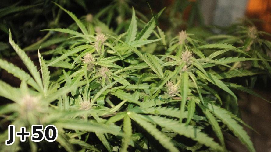 Skunk Sandwich - First grow !. Week 7