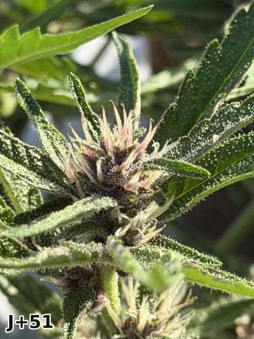 Skunk Sandwich - First grow !. Week 7