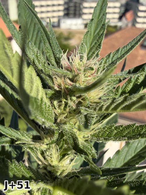 Skunk Sandwich - First grow !. Week 7