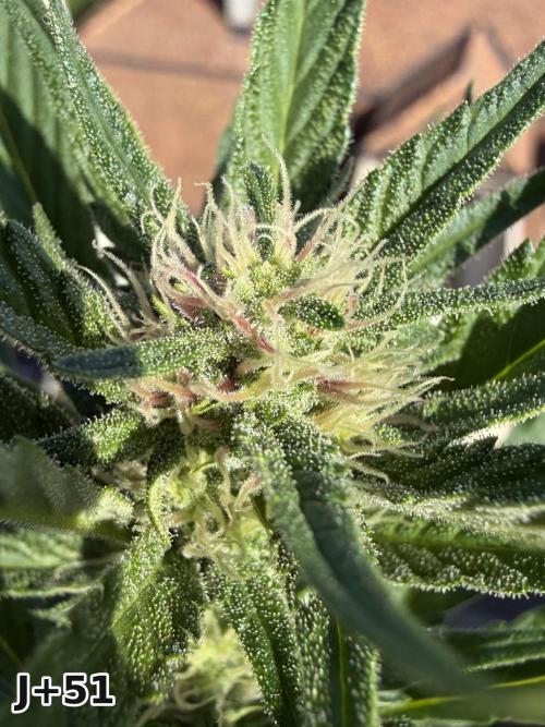 Skunk Sandwich - First grow !. Week 7