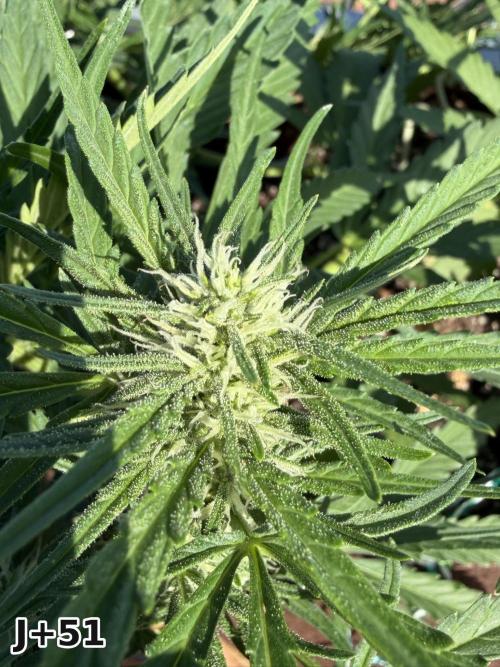 Skunk Sandwich - First grow !. Week 7