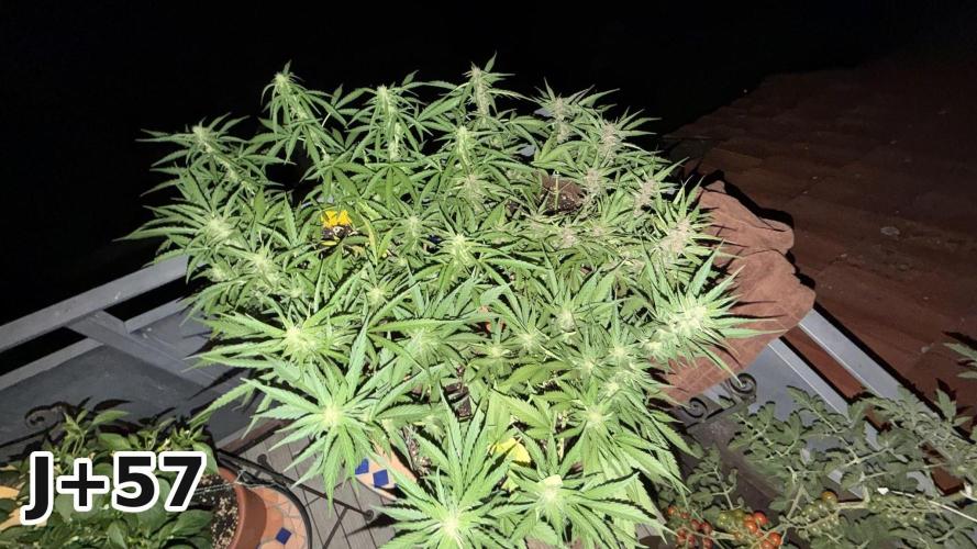 Skunk Sandwich - First grow !. Week 8