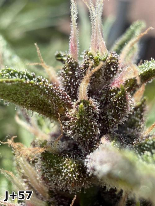 Skunk Sandwich - First grow !. Week 8