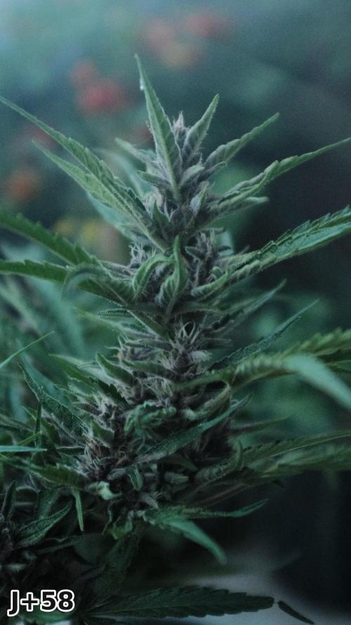 Skunk Sandwich - First grow !. Week 8