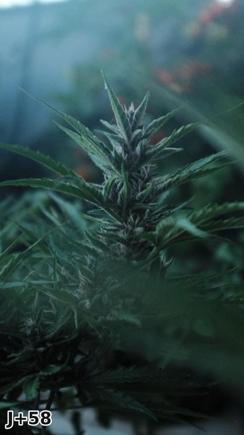 Skunk Sandwich - First grow !. Week 8