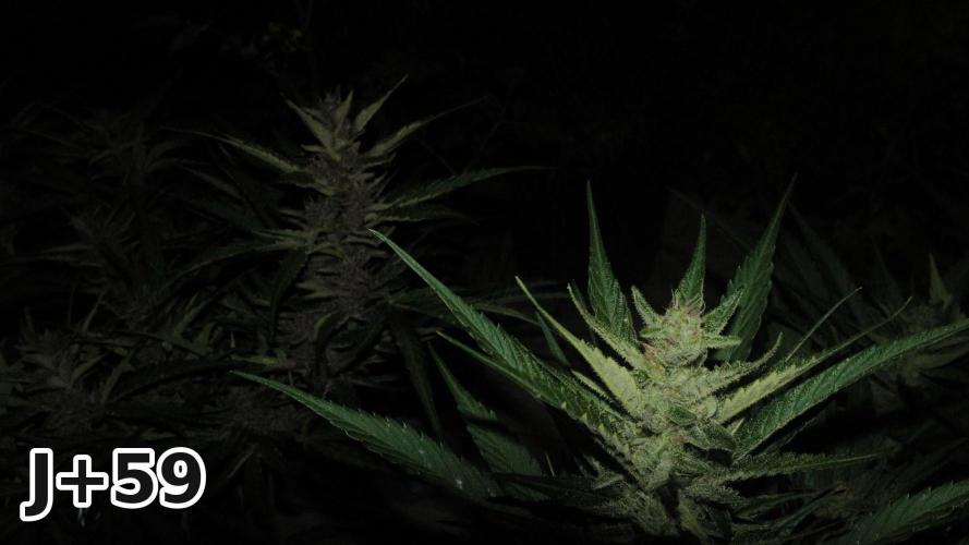 Skunk Sandwich - First grow !. Week 8