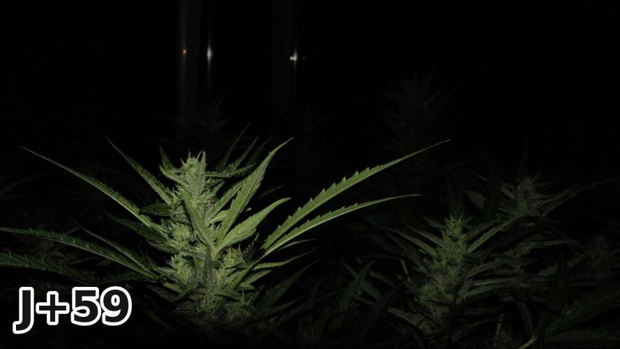 Skunk Sandwich - First grow !. Week 8