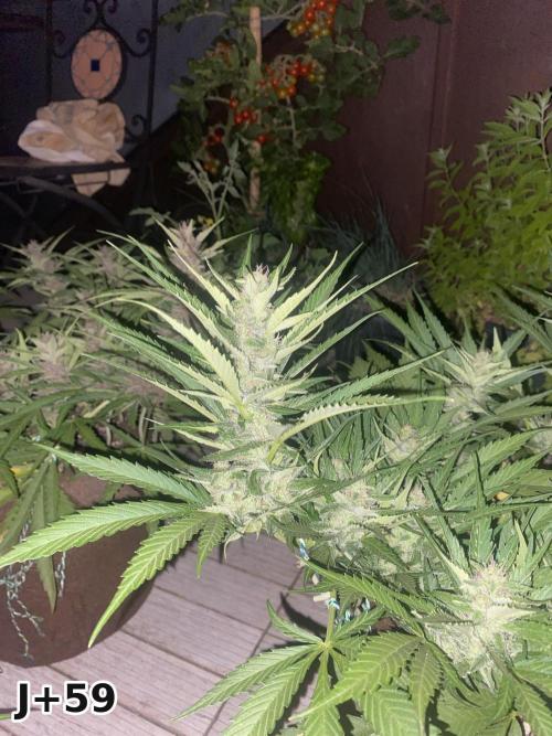 Skunk Sandwich - First grow !. Week 8