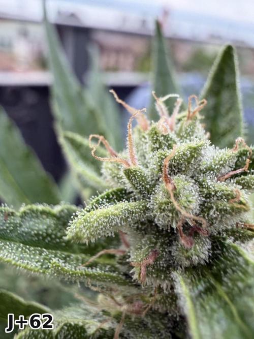 Skunk Sandwich - First grow !. Week 9