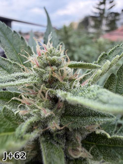 Skunk Sandwich - First grow !. Week 9