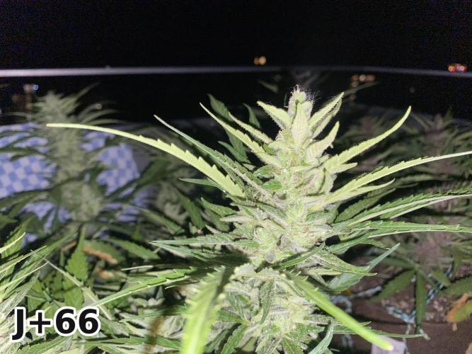 Skunk Sandwich - First grow !. Week 9