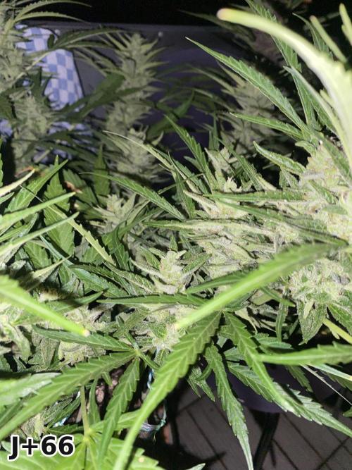 Skunk Sandwich - First grow !. Week 9
