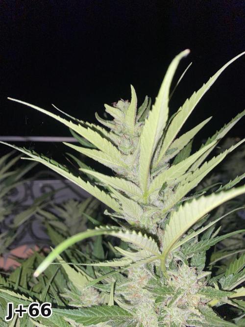 Skunk Sandwich - First grow !. Week 9