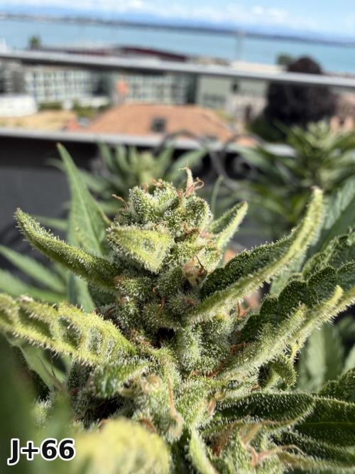 Skunk Sandwich - First grow !. Week 9