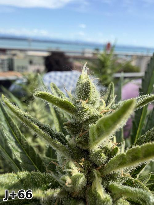 Skunk Sandwich - First grow !. Week 9