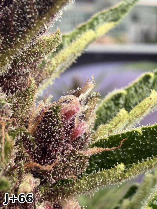 Skunk Sandwich - First grow !. Week 9