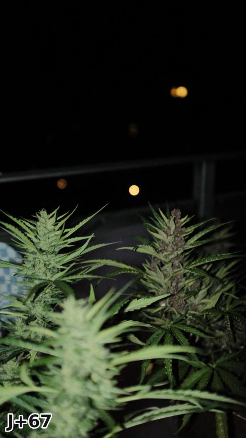 Skunk Sandwich - First grow !. Week 9