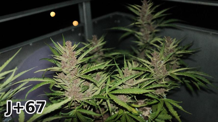 Skunk Sandwich - First grow !. Week 9