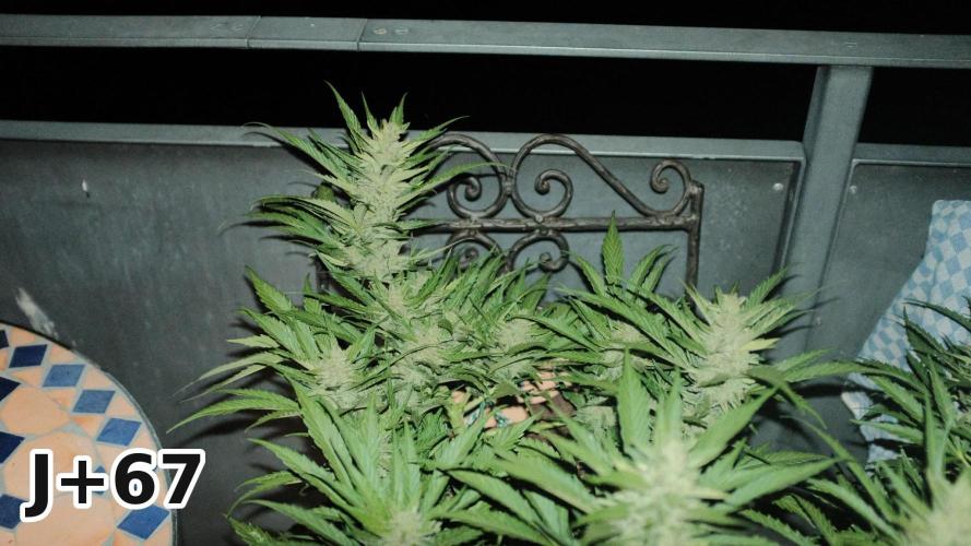 Skunk Sandwich - First grow !. Week 9