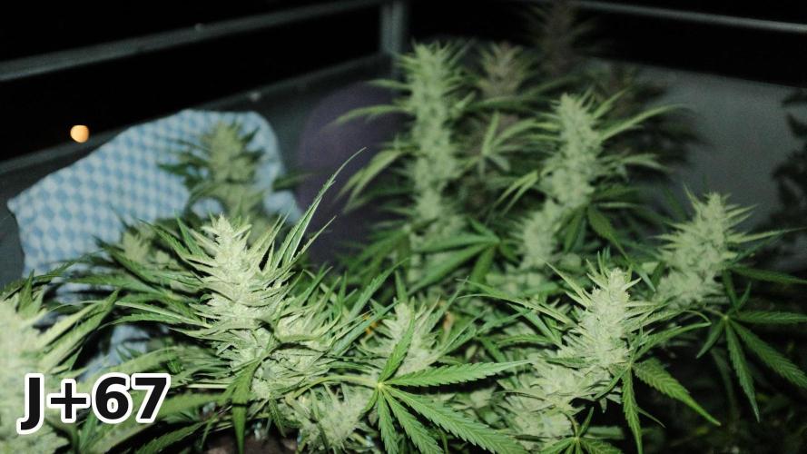 Skunk Sandwich - First grow !. Week 9