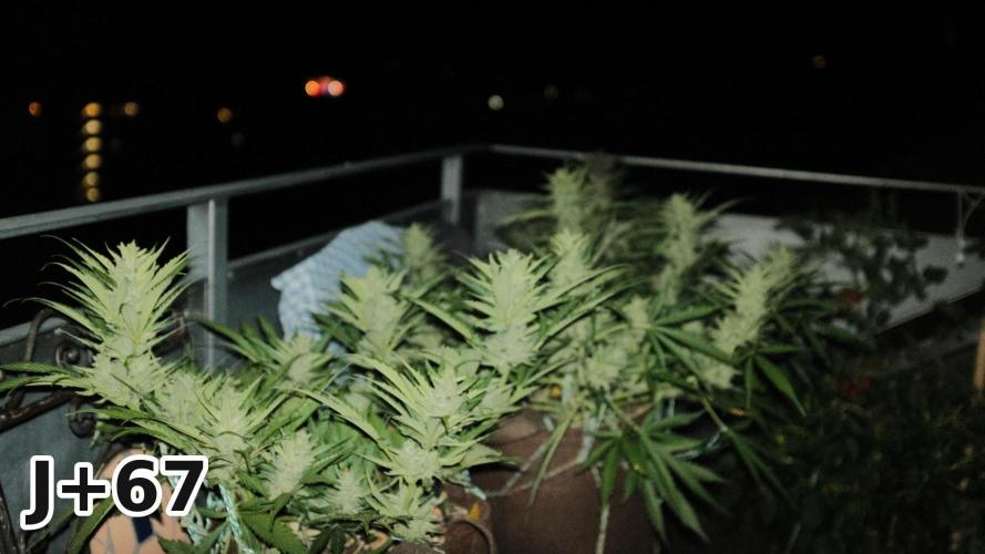 Skunk Sandwich - First grow !. Week 9