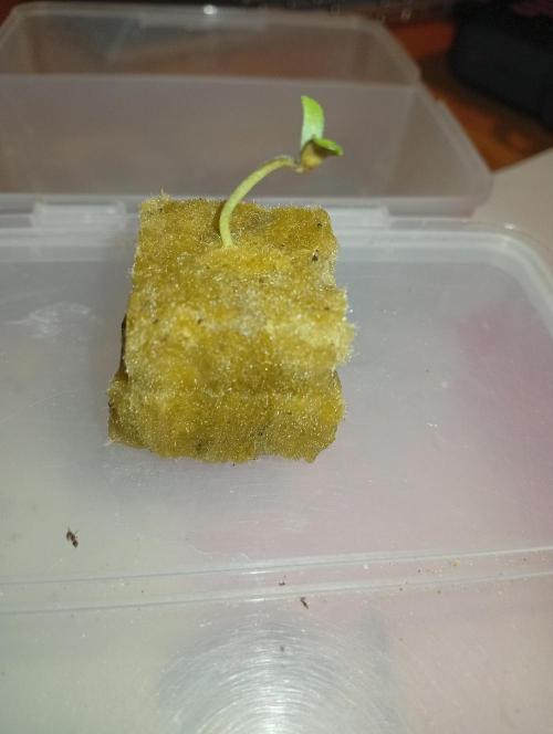 Oreoz OG Limited Edition. Week 0