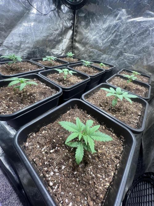Critical mass a Mango Cream Regular. Week 1 - CM