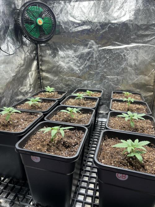Critical mass a Mango Cream Regular. Week 1 - CM