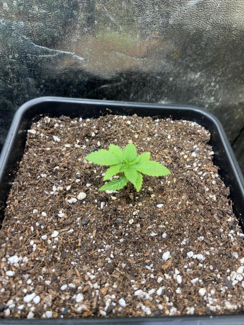 Critical mass a Mango Cream Regular. Week 1 - MC