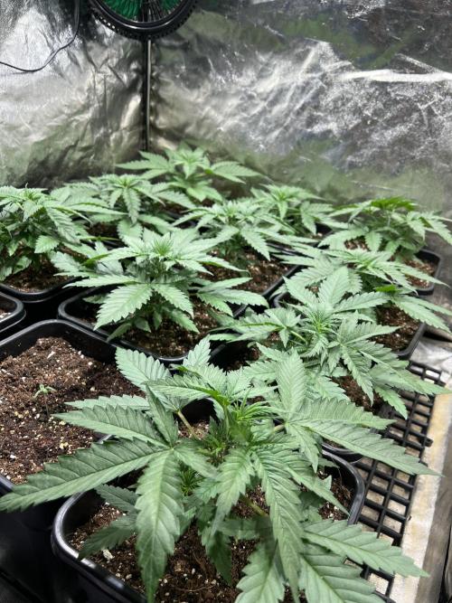 Critical mass a Mango Cream Regular. Week 2