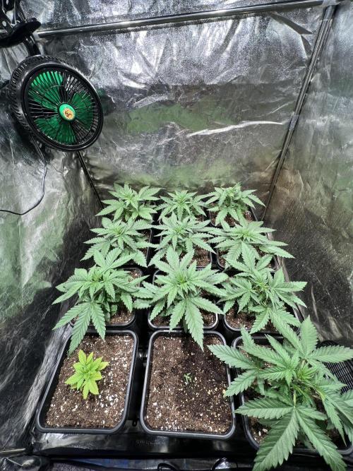 Critical mass a Mango Cream Regular. Week 2