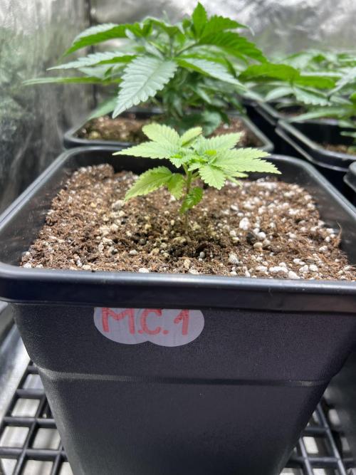 Critical mass a Mango Cream Regular. Week 2