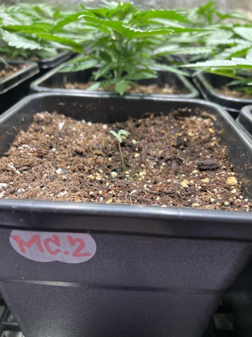 Critical mass a Mango Cream Regular. Week 2