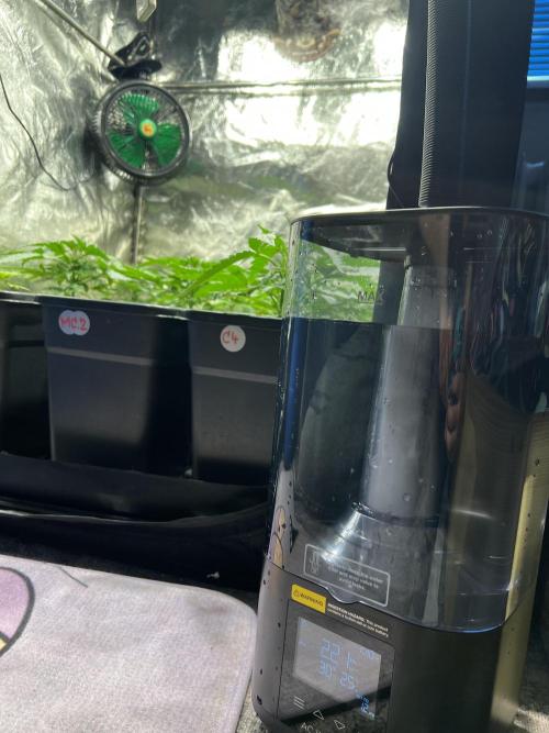 Critical mass a Mango Cream Regular. Week 2