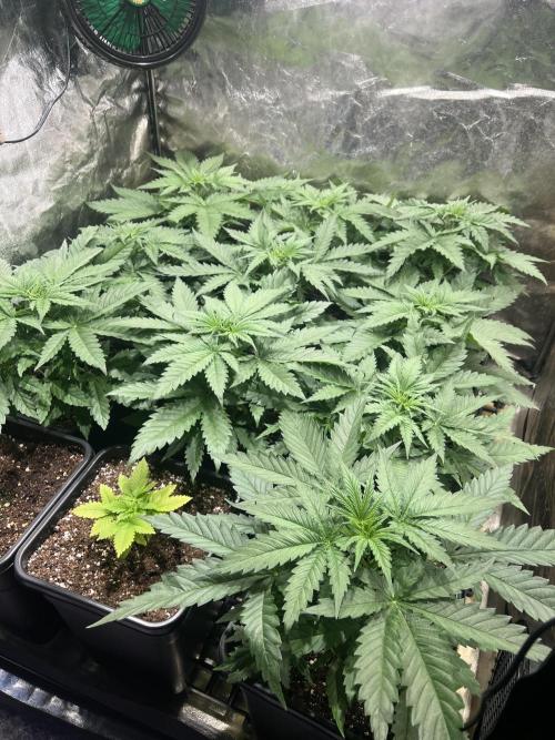 Critical mass a Mango Cream Regular. Week 3 - Před defo