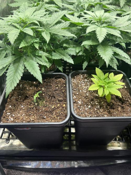 Critical mass a Mango Cream Regular. Week 3 - Slabé kusy ..