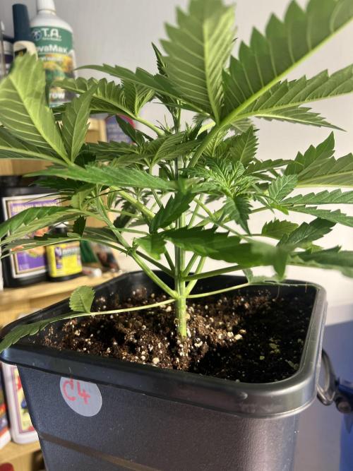 Critical mass a Mango Cream Regular. Week 3 - Před defo..