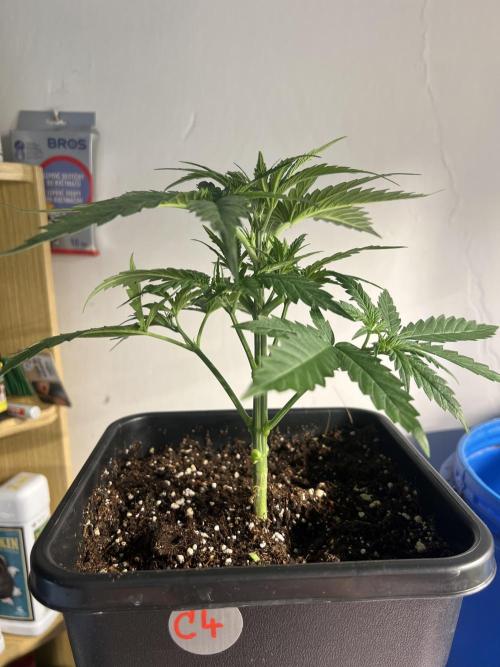 Critical mass a Mango Cream Regular. Week 3 - Po defo a odebrání klonů