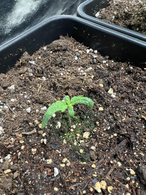 Critical mass a Mango Cream Regular. Week 3 - Mango cream mrváň