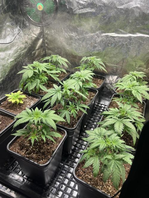 Critical mass a Mango Cream Regular. Week 3 - Po defo pospolu..