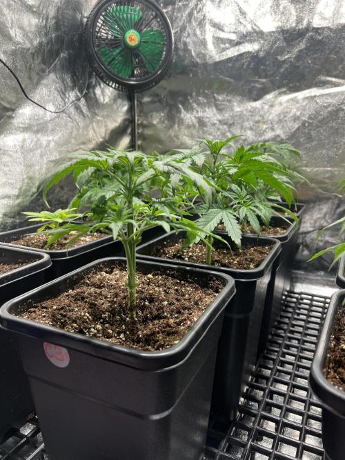 Critical mass a Mango Cream Regular. Week 3 - Po defo..