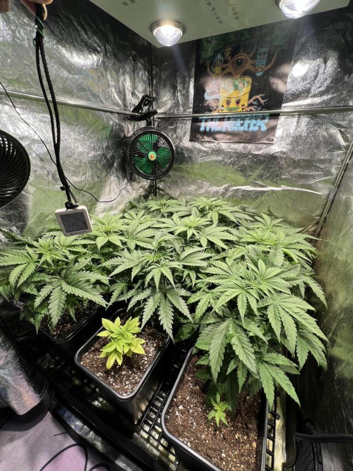 Critical mass a Mango Cream Regular. Week 4